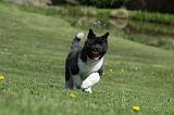 AKITA AMERICAIN 457